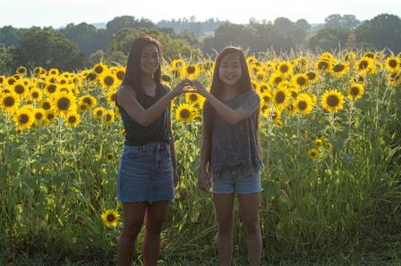 Sunflowers